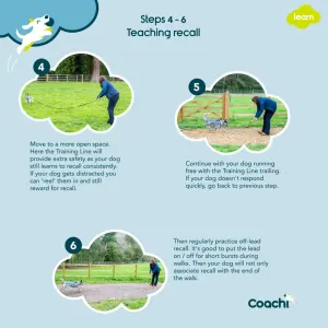 steps for teachign a dog recall 4 - 6