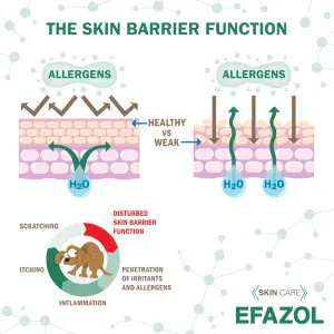 function of the skin barrier