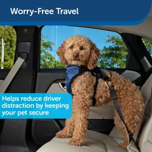 poodle in harness on back seat