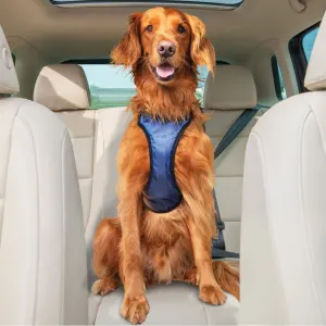 medium dog breed sitting with safety harness on in car