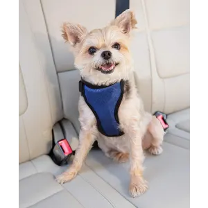 Happy Ride Dog Safety Harness blue and black harness with white maltese