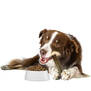 Dog Food & Treats