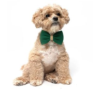 Dog Clothing & Accessories