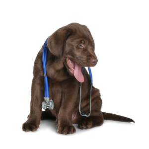 Dog Health & Wellness