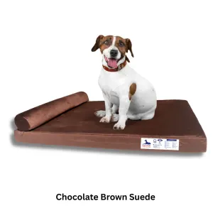 jack russell dog sitting on brown mattress