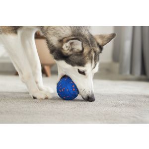 best floating dog leash for recall training Long Recall Training Leash