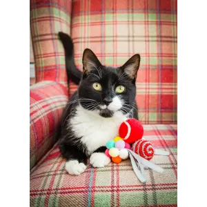 Festive Ball Gift Box for Cats - 8 Piece