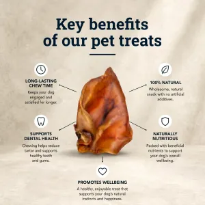 One pig ear in centre with 5 bullet points around with key benefits