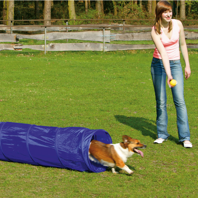 Small Dog inside agility tunnel