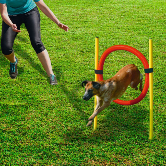 Dog jumping through hoop