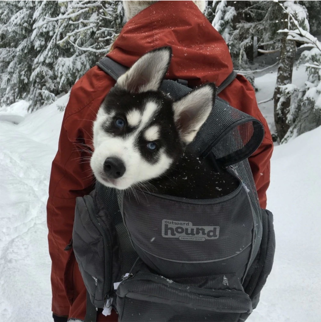 dog inside backpack