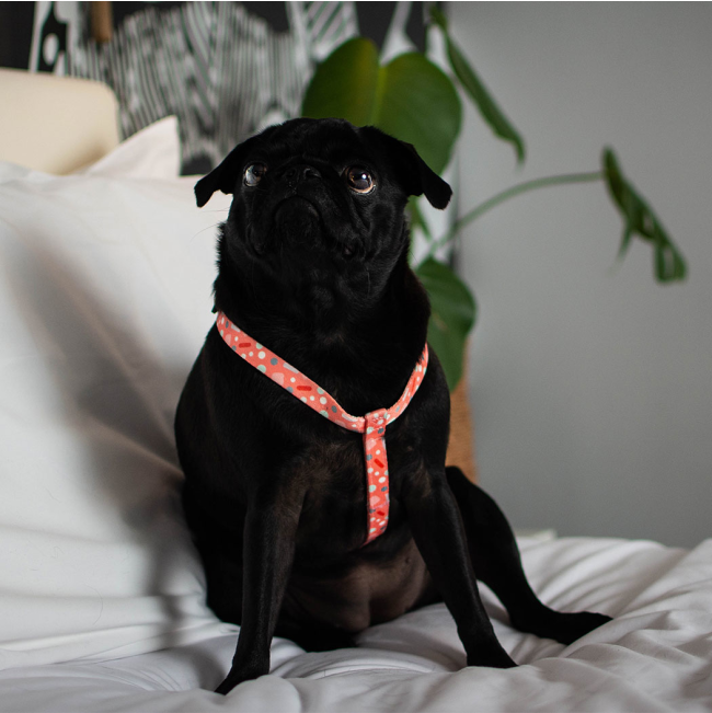 light pink with white, blue and red patterned Bella dog Harness on pug small dog