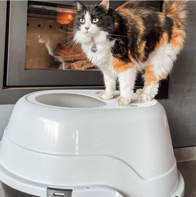 image of cat standing on top of the litter box