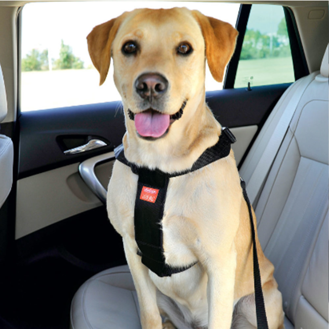 black material zolux car safety harness on large dog