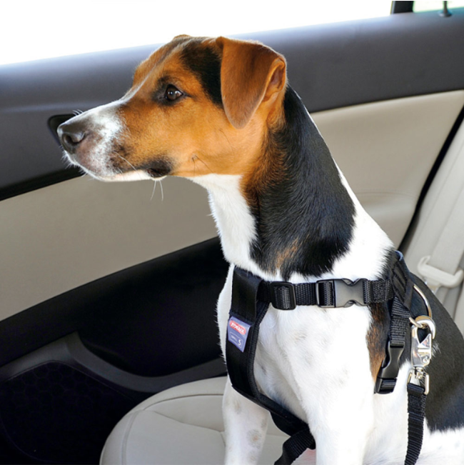black material zolux car safety harness on small dog