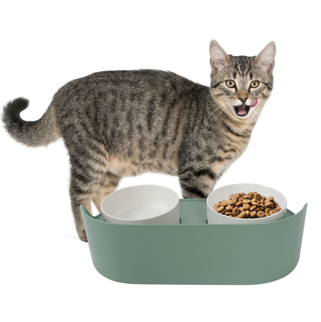 A cat enjoying food out of its double raised pet bowl by M-Pets.