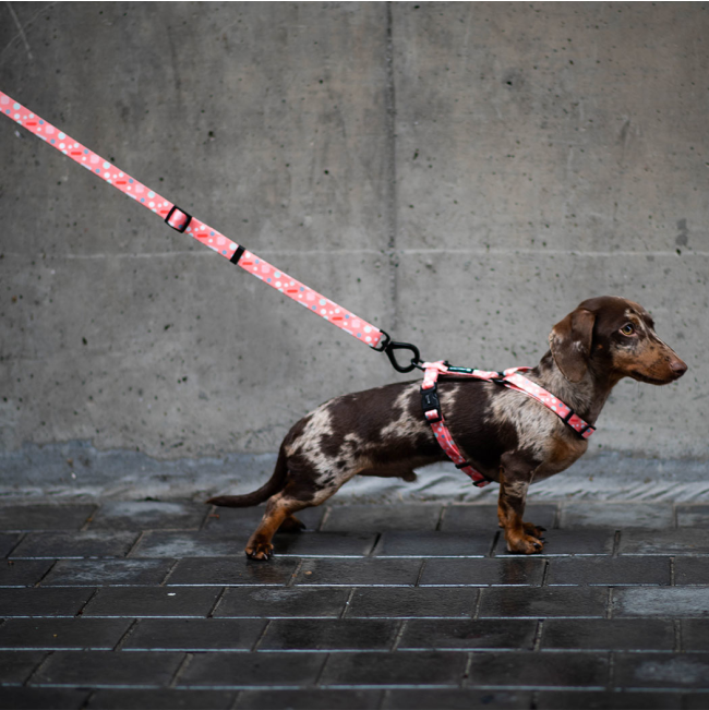 pink with red, blue and white polka dots dog lead and harness on small dog