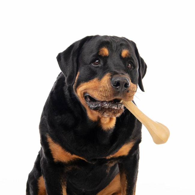 Rottweiler dog holding bone in mouth