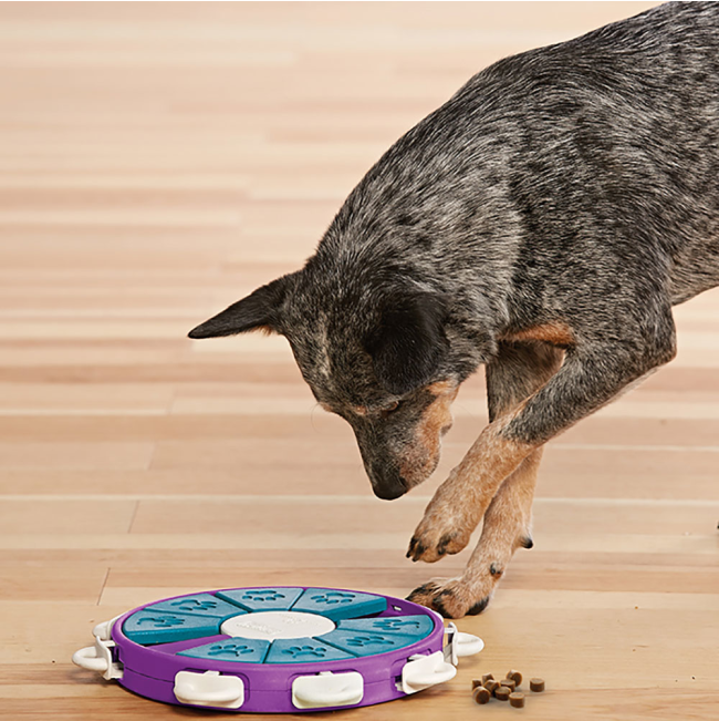 dog playing with dog twister puzzle toy