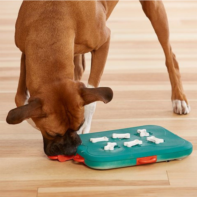 dog playing with dog casino puzzle toy