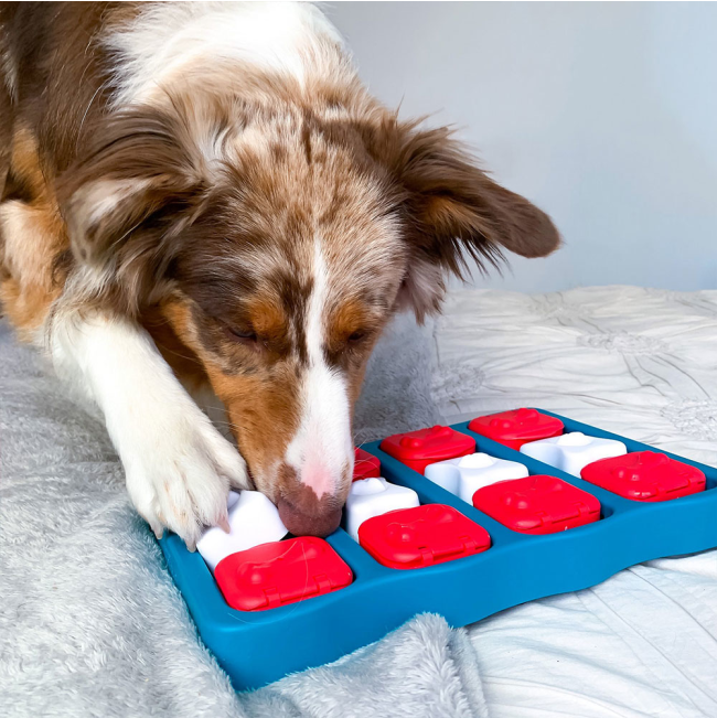Australian shepard dog playing with dog brick puzzle toy