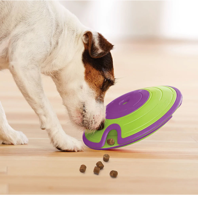 Jack Russell playing with dog treat maze puzzle toy