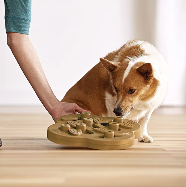 Lifestyle image of corgi playing with brown hide n' slide puzzle toy
