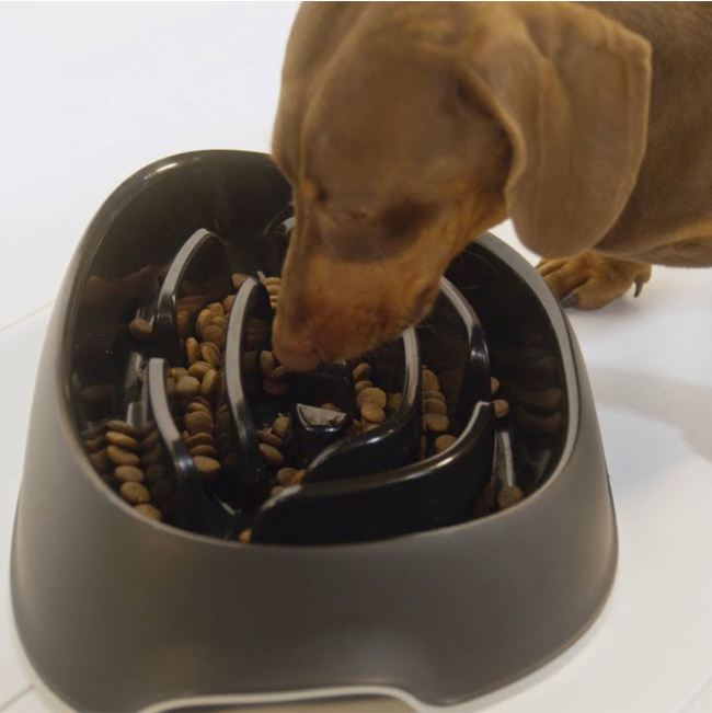 Sausage dog eating out of black slow feeder bowl