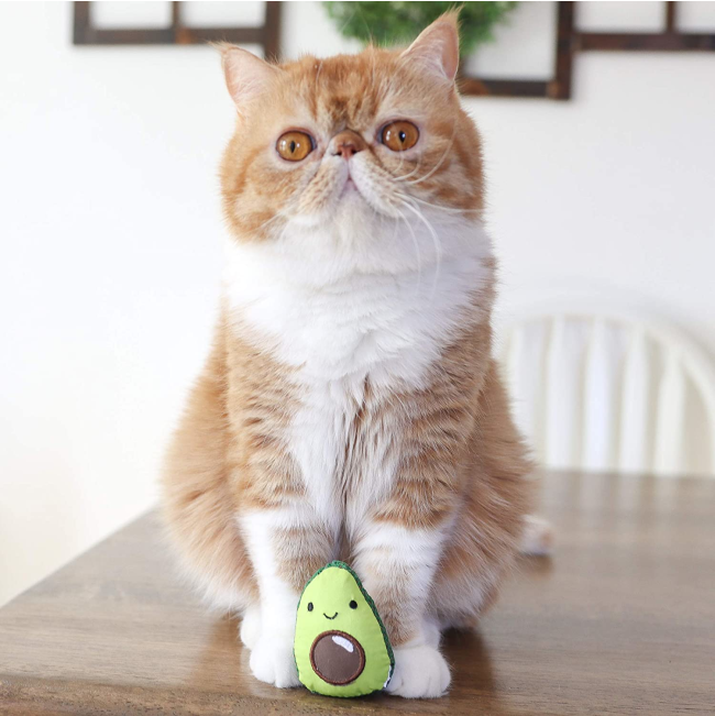 Dental Avo Cat Toy Lifestyle Picture with adult cat