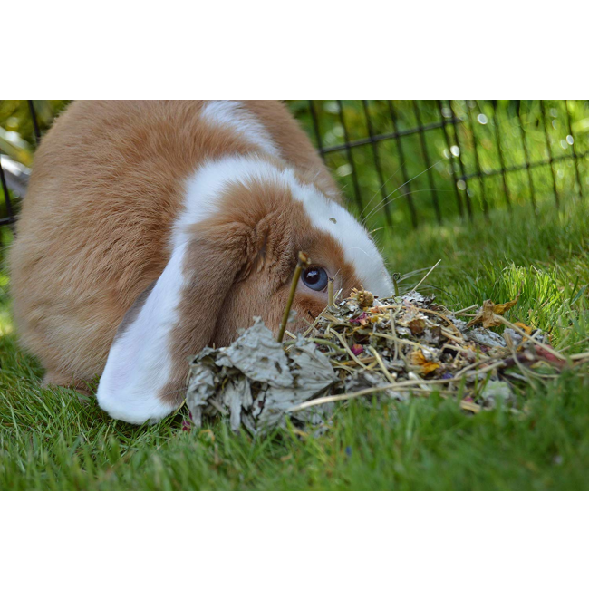 Naturals Summer Harvest Small Pet Treat lifestyle with brown and white bunny