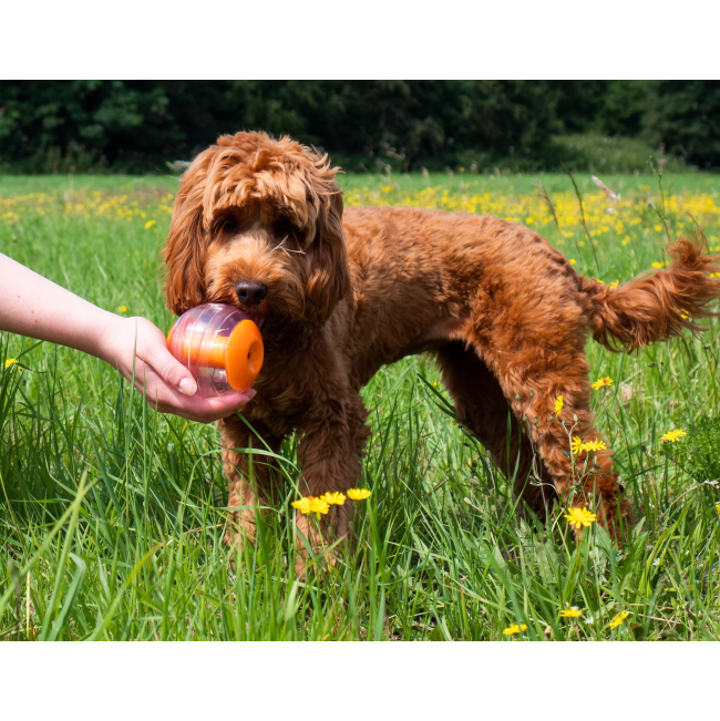 cocker dog in grass with orange and clear treat toy