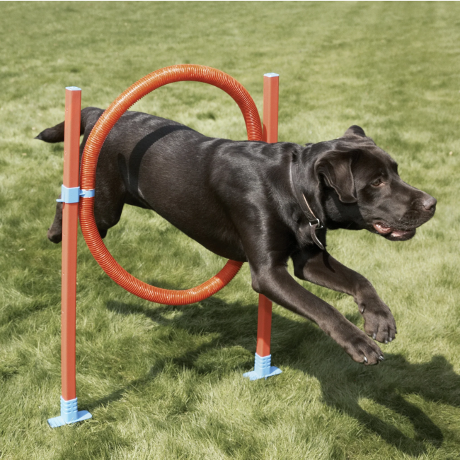 black dog jumping through orange hoop agility kit