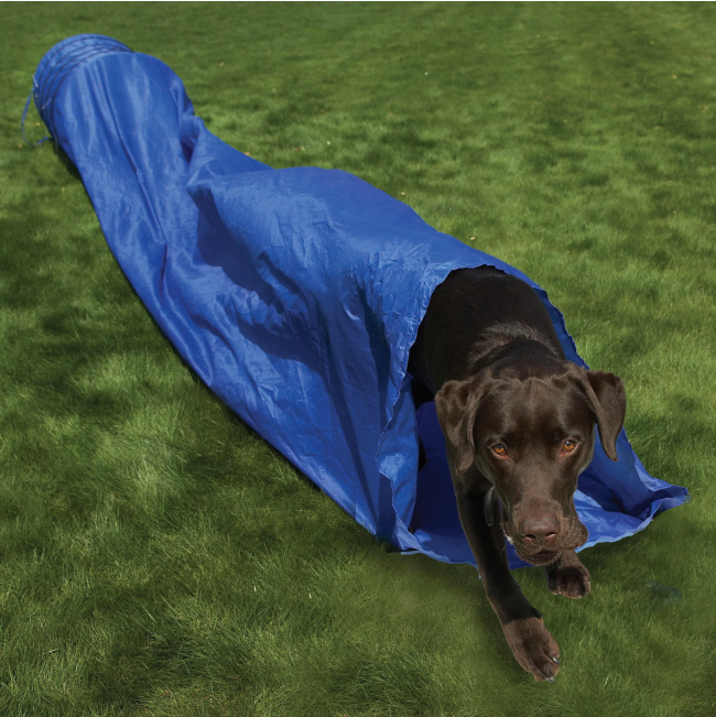 black dog running through blue agility tunnel