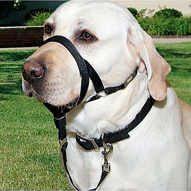 Walk 'N Train Dog Halter black with dog