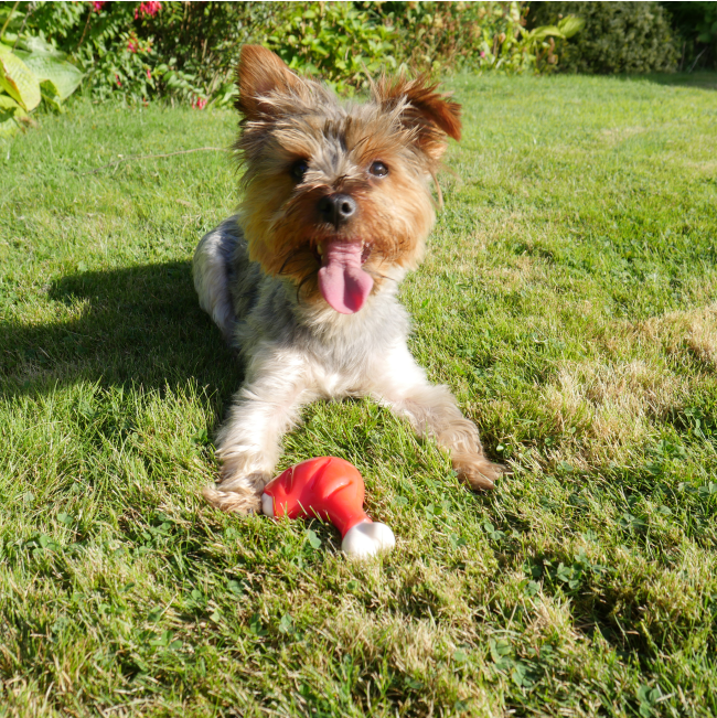 Rosewood Meaty CKN Takeaway Leg Large with yorkie dog lifestyle