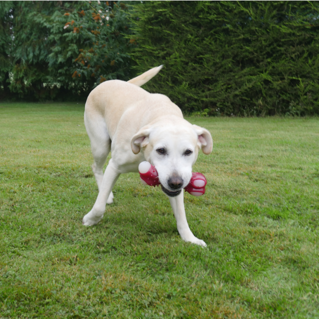 Rosewood Meaty Bacon Takeaway Bone Large with white lab lifestyle