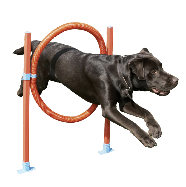 Rosewood Agility Hoop Jump