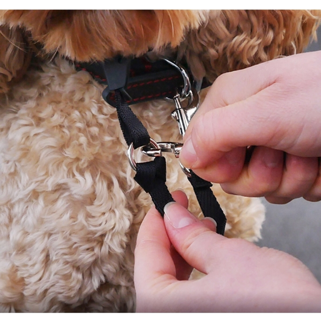 Person clipping a black dog head collar on dog
