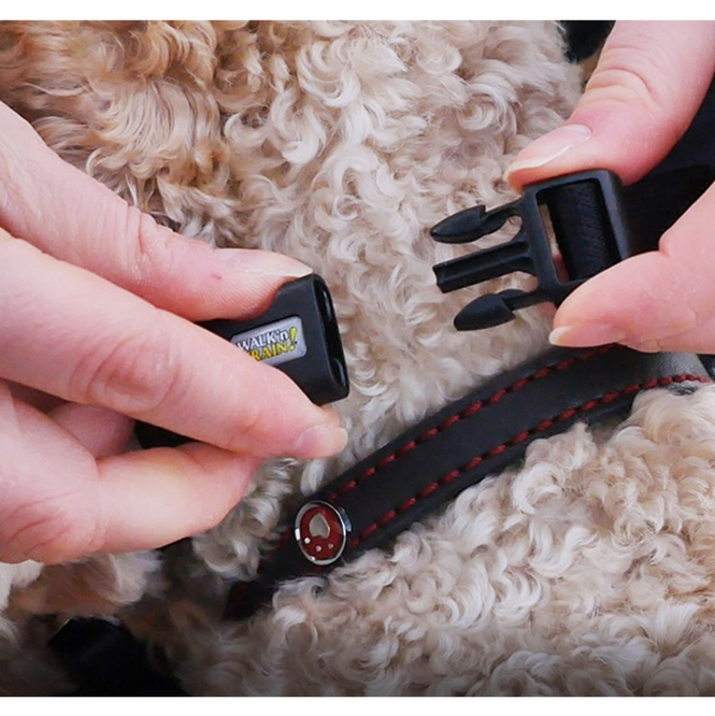 Person clipping the neck clip on dog head collar