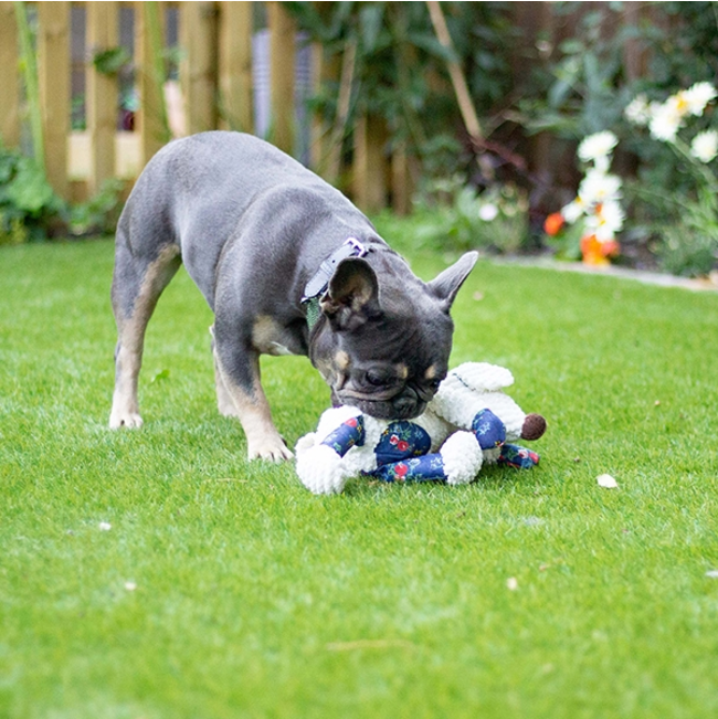 Pug playing with Maisie Moue soft dog toy