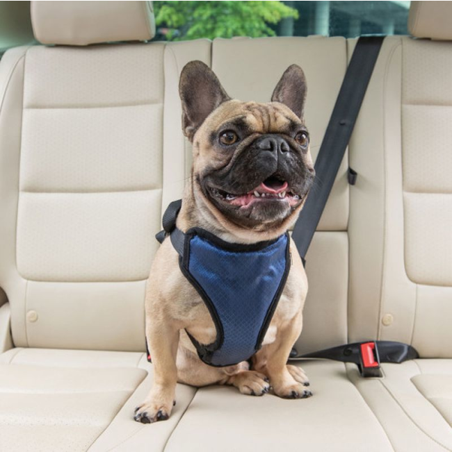 Happy Ride Dog Safety Harness blue and black harness lifestyle with brown frenchie