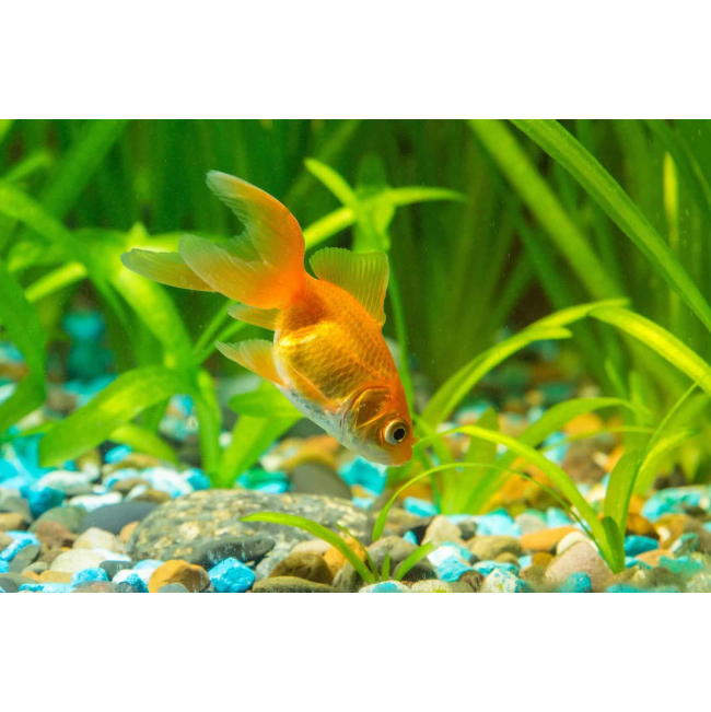 Tetra Goldfish Flakes gold fish in water by pebbles