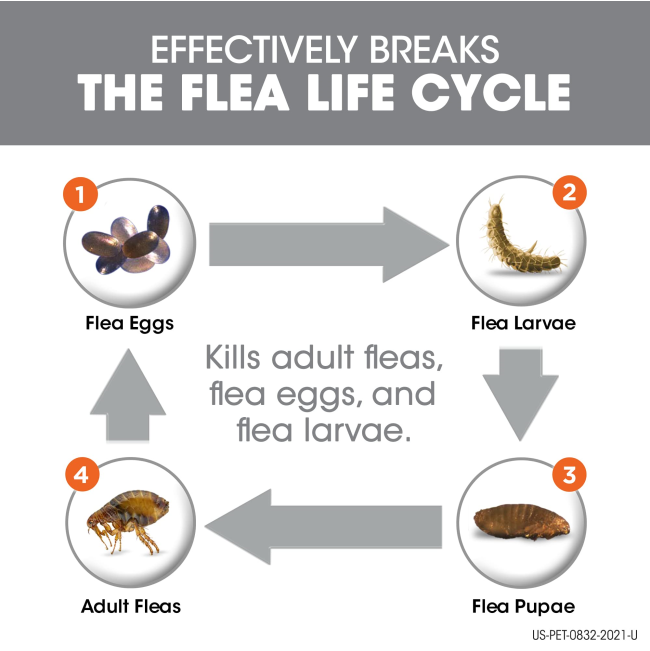Frontline Plus for Dogs Tick & Flea Spot On Treatment life cycle of the flea