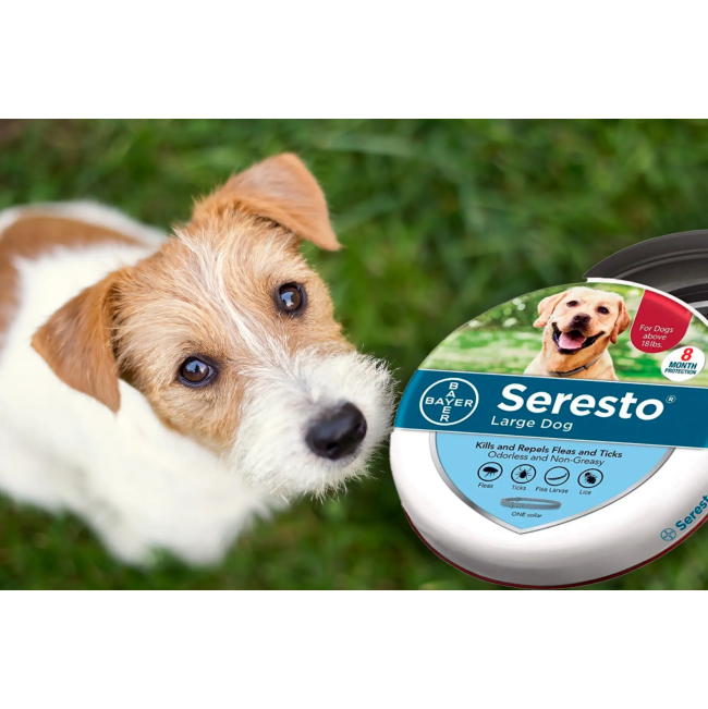 Seresto Tick, Flea & Biting Lice Control Collar for Dogs lifestyle image with wire hair jack russle
