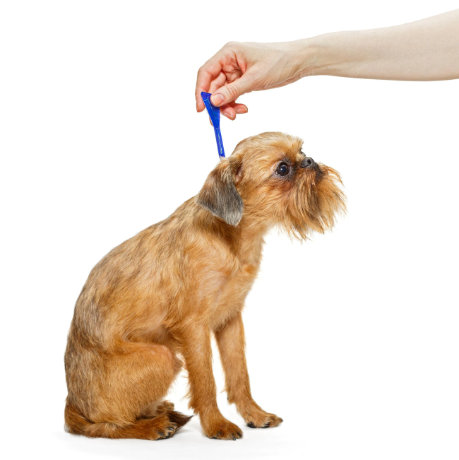 Fiprotec Spot On Tick & Flea Treatment for Dogs lifestyle picture of application spot