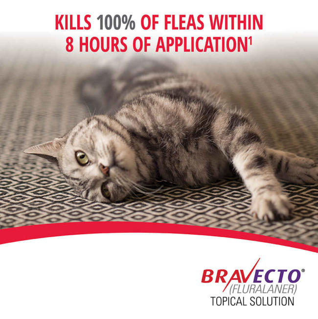Bravecto Plus Tick, Flea & Dewormer Spot On for Cats kills fleas within eight hours infographic