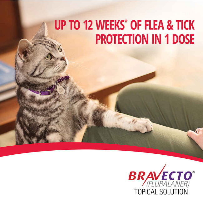 Bravecto Tick & Flea Spot On for Cats protection for your cat for twelve weeks