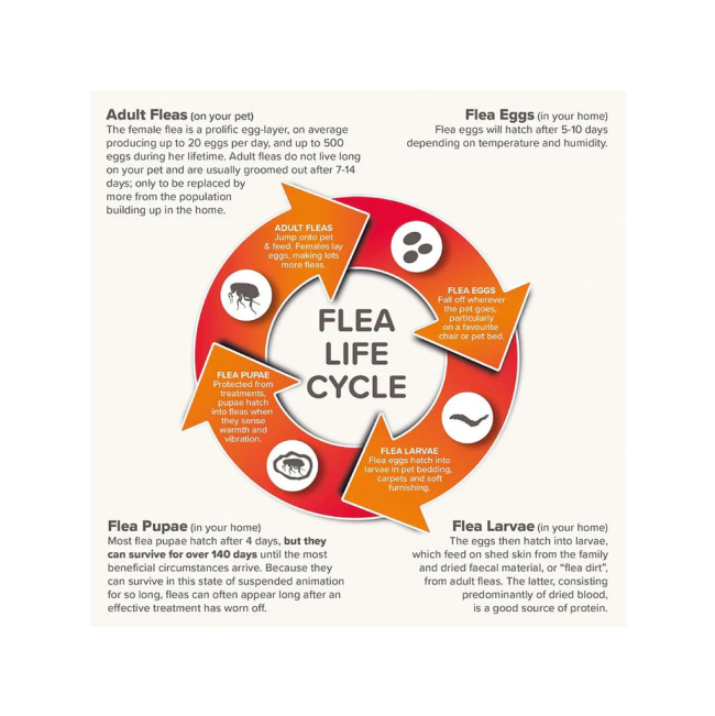 Fiprotec Spot On Tick & Flea Treatment for Cats flea life cycle
