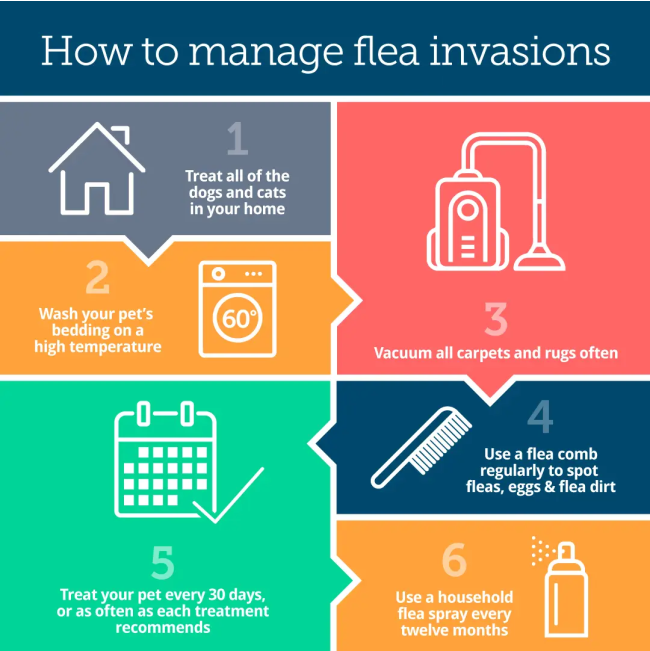 Advocate Mixed Parasite Spot On Treatment for Cats how to manage the flea infestation in your home