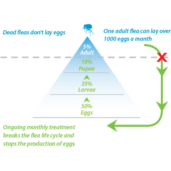 Advocate Mixed Parasite Spot On Treatment for Cats infographic of a flea life cycle